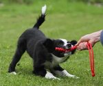 Vor dem Hund gepoppt - Telegraph